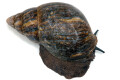 Archachatina marginata ovum Nigeria XXL adult